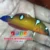 African Queen coris Wrasse