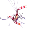 Banded Coral Shrimp