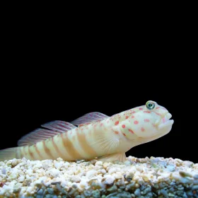 Banded Goby-1000x1000