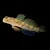 Banded Goby-1000x1000