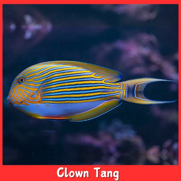 Clown tang