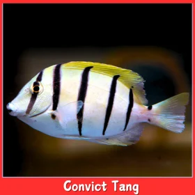 Convict tang.