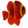 Gold Stripe Maroon Clownfish (Premnas biaculeatus)