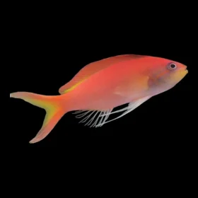 Ignitus Anthias 1-1000x1000