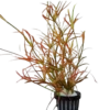 Juncus Repens Red