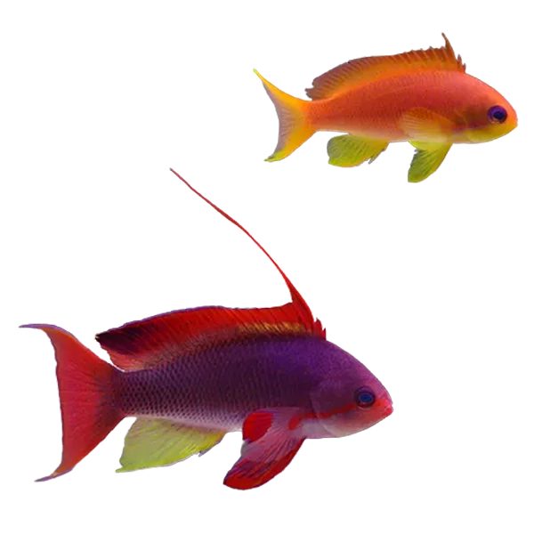 Lyretail Anthias Fish - ISHRAV