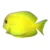 Orange Shoulder Tang (Acanthurus olivaceus)