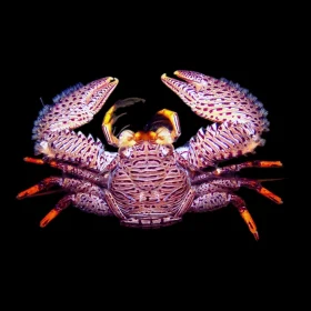 Porcelain Crab-1000x1000