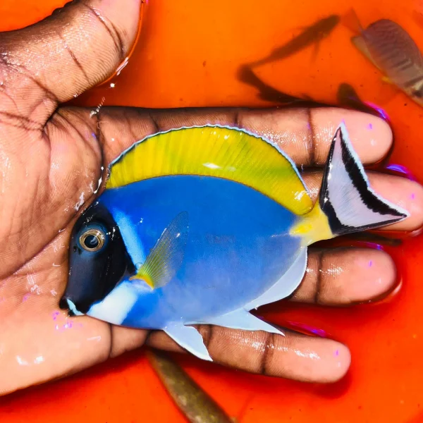 Powder Blue Tang 1.webp