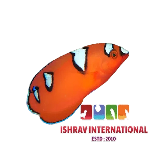 Queen Coris Wrasse Juvenile Fish Sale: Get Your Colorful Fish