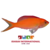 Red_Anthias