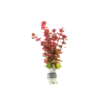 Rotala_Macrandra_Mini_Butterfly_hi_Red