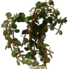 Rotala_sp._Spikey