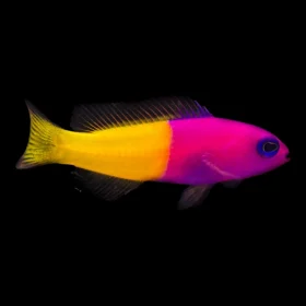 Royal Dottyback-1000x1000