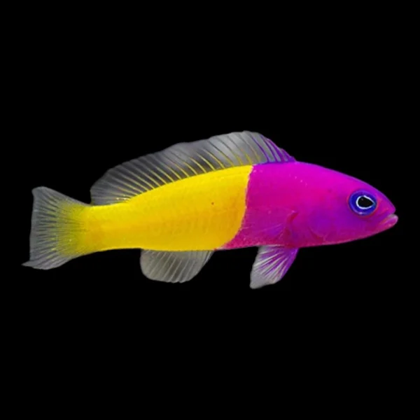 Royal Dottyback-1000x1000