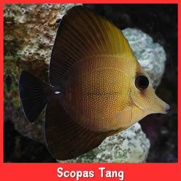 Scopas tang