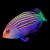 Six-Lined Wrasse 1-1000x1000