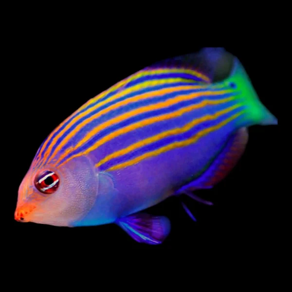 Six-Lined Wrasse 1-1000x1000