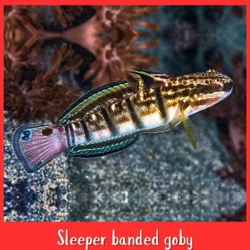 Sleeper Banded Goby Fish