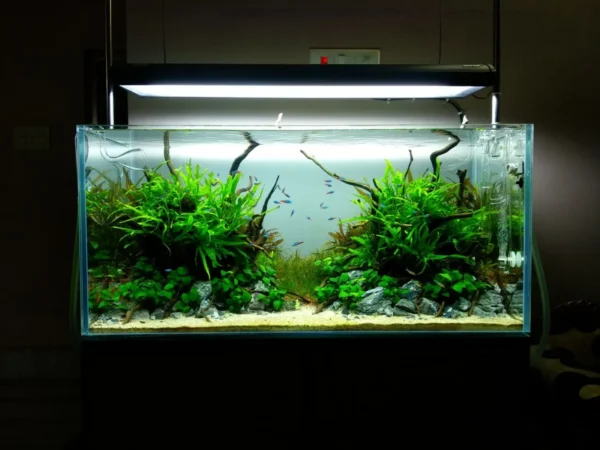 Planted Aquarium Hi-tech 36inch (3 ft)