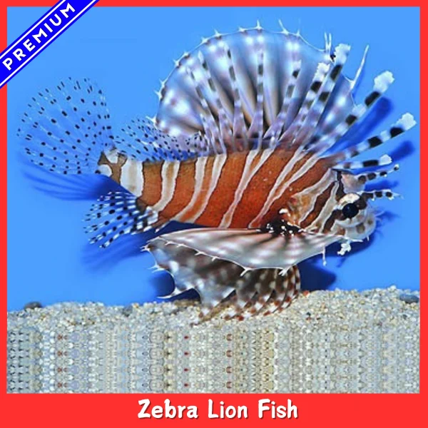 Zebra Lion Fish