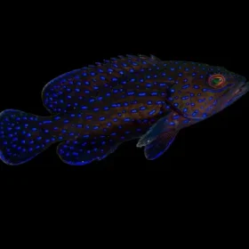 blue spotted grouper