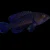 blue spotted grouper