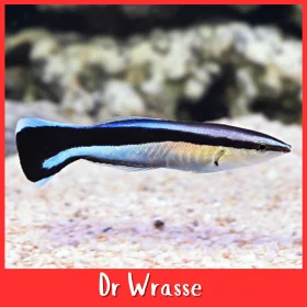 Cleaner Wrasse Fish
