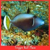 Half Moon Trigger Fish