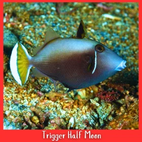Half Moon Trigger Fish