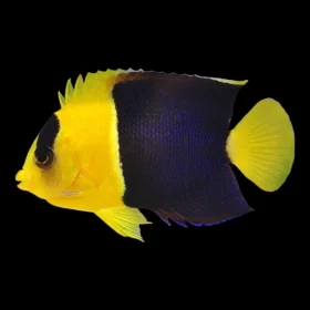 ishrav bi colour angel fish