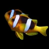 ishrav clargie clown fish pair