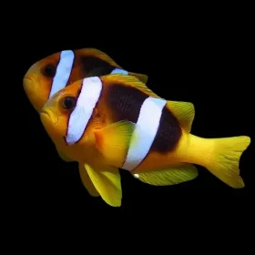 ishrav clargie clown fish pair