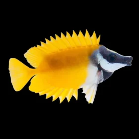 ishrav foxface fish