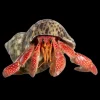 ishrav_hermit_crab-removebg-preview