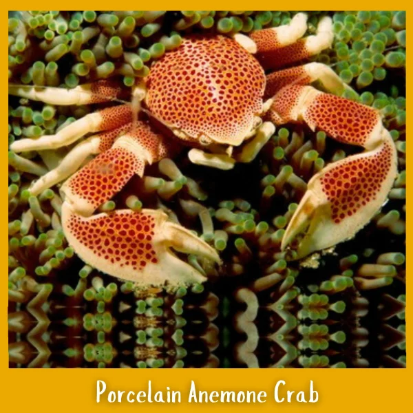 Porcelain Anemone Crab