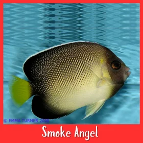 Smoke Angel Fish