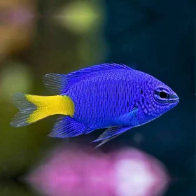 yellowtaill blue damsel fish