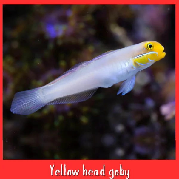 Yellow Head Sleeper Goby