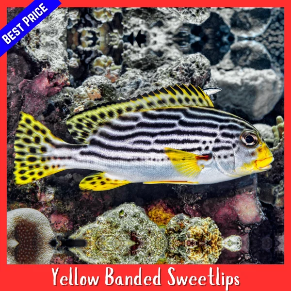 Yellow Banded Sweetlips