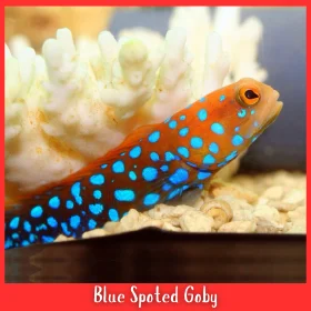 Blue spotted Watchman Goby Fish