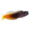 Bicolor Blenny (Ecsenius bicolor)