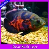 Oscar Black Tiger Fish