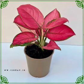 Live Root Aglaonema Red Natural Live Indoor Plant