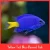 Yellowtail Damselfish (Chrysiptera parasema)