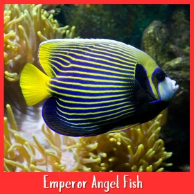 Emperor Angelfish Adult