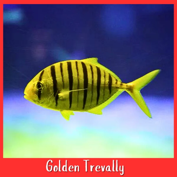 Golden Trevally Fish