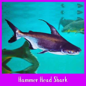 Hammer Head Shark- Iridescent