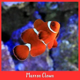 Maroon Clownfish Large Size (Premnas biaculeatus)