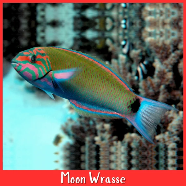 moon wrasse